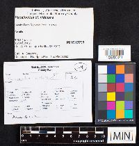 Hapalopilus nidulans image