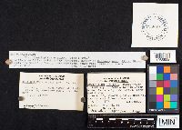 Hapalopilus nidulans image