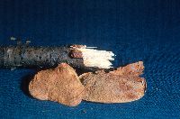 Hapalopilus nidulans image