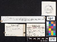 Hapalopilus nidulans image