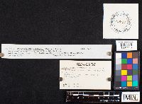 Hapalopilus nidulans image