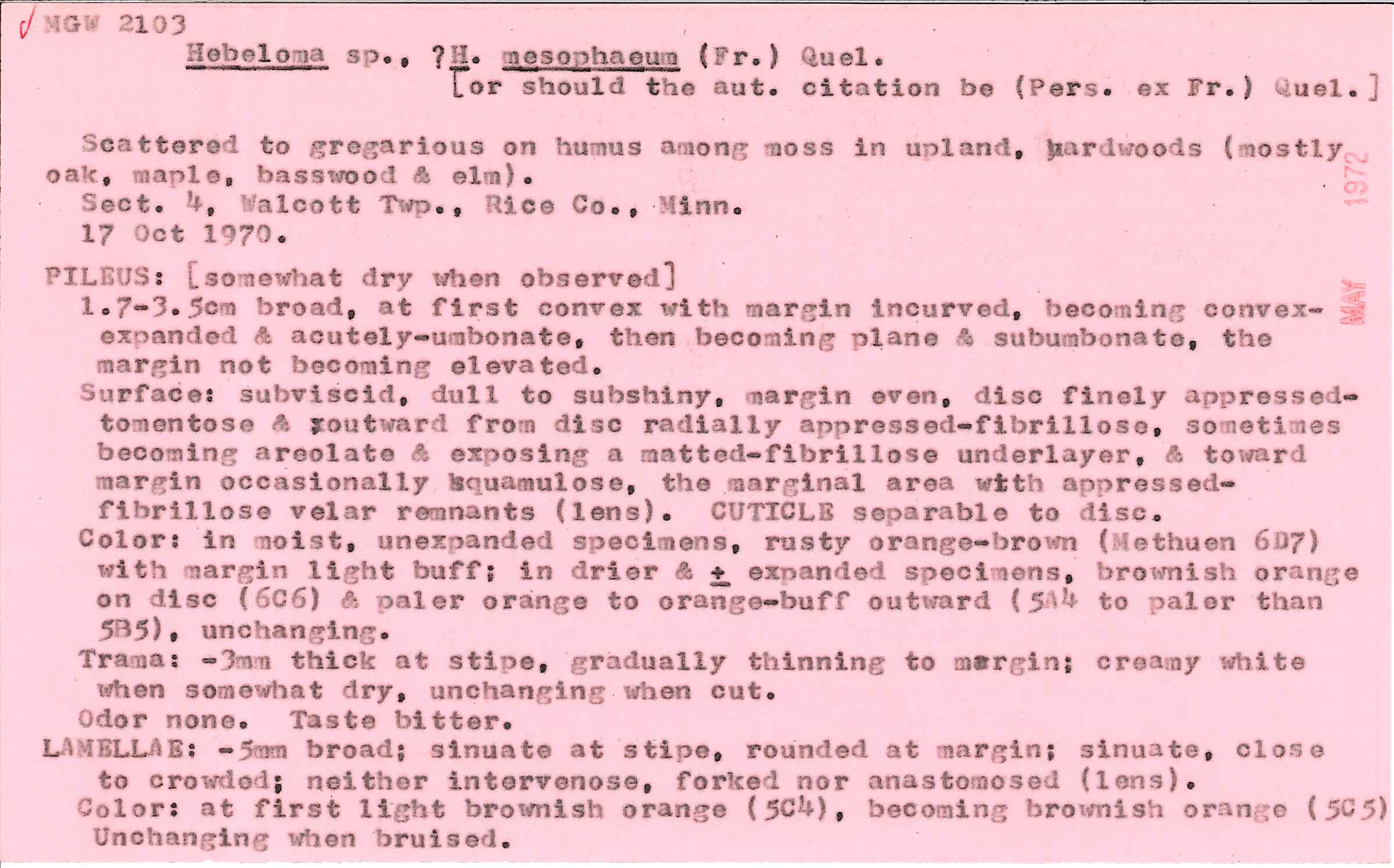 Hebeloma excedens image