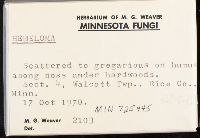 Hebeloma excedens image