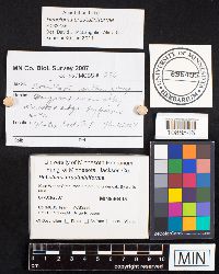 Armillaria gallica image