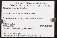 Hericium coralloides image