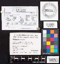 Heliocybe sulcata image