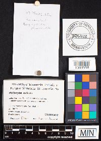 Heliocybe sulcata image