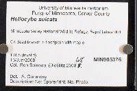 Heliocybe sulcata image