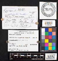 Heliocybe sulcata image