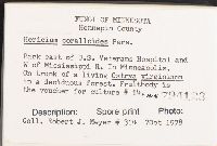 Hericium coralloides image