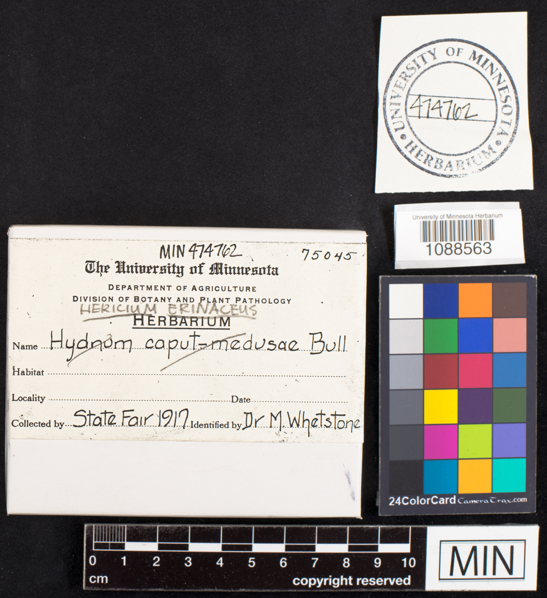 Hericium erinaceus image