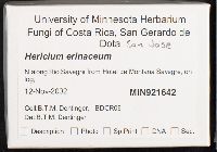 Hericium erinaceus image