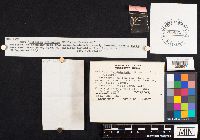 Hericium coralloides image