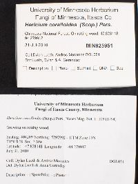 Hericium coralloides image