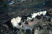Hericium coralloides image