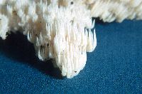 Hericium coralloides image