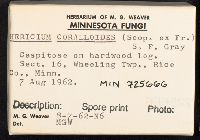 Hericium coralloides image