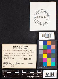 Hericium coralloides image