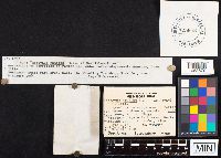 Hericium coralloides image