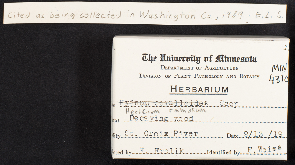 Hericium image