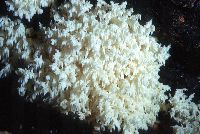 Hericium coralloides image