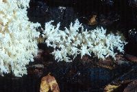 Hericium coralloides image