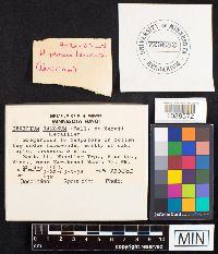 Hericium coralloides image