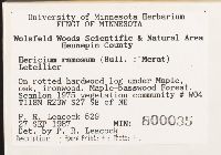 Hericium coralloides image