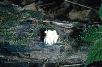 Hericium coralloides image