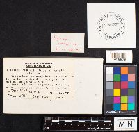 Hericium coralloides image