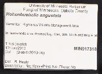 Hohenbuehelia angustata image