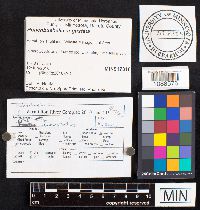 Hohenbuehelia angustata image