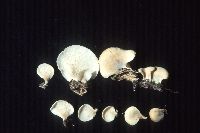 Hohenbuehelia angustata image