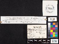 Hohenbuehelia angustata image