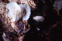 Hohenbuehelia angustata image