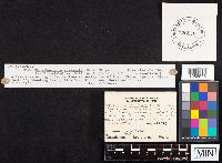 Hohenbuehelia angustata image