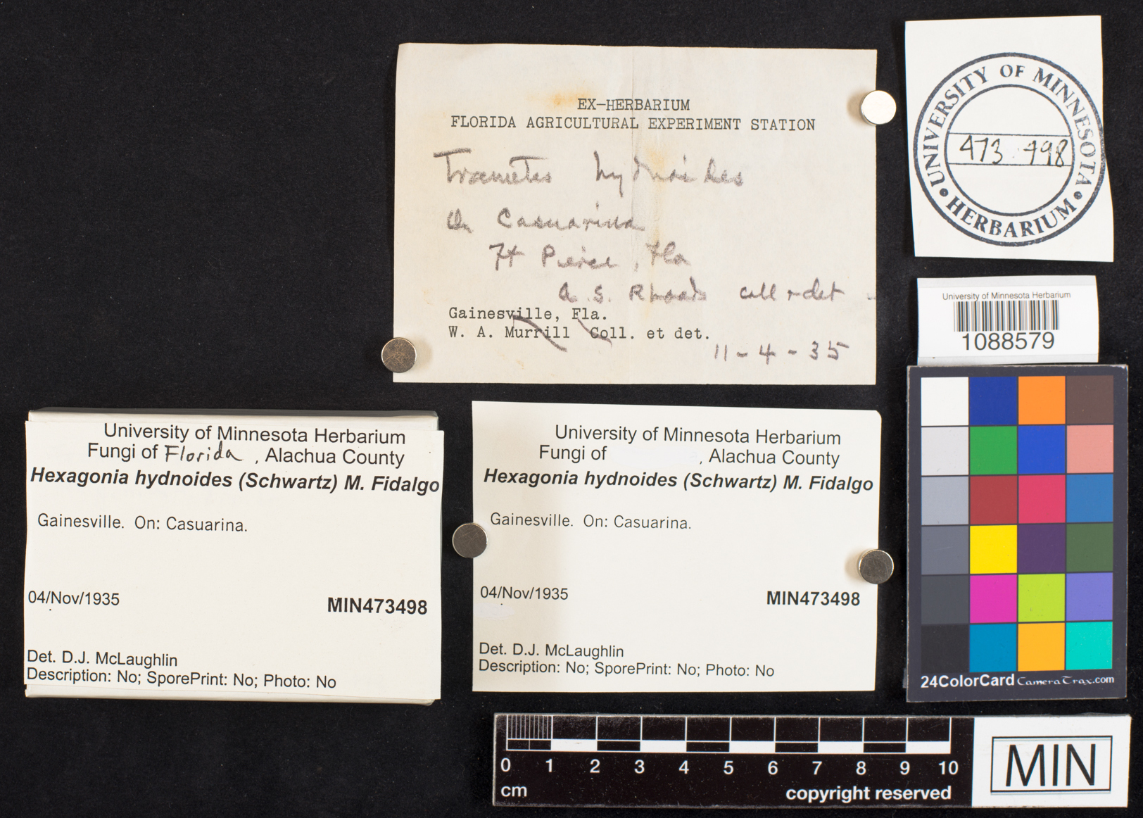 Hexagonia hydnoides image