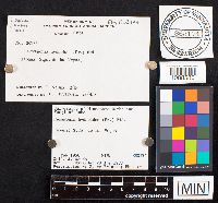 Hexagonia hydnoides image