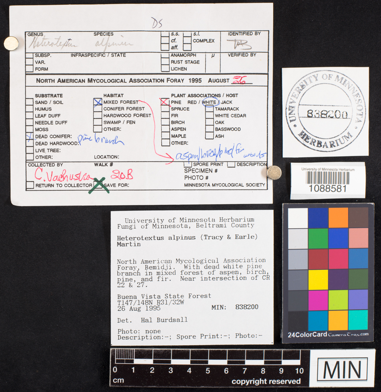 Heterotextus alpinus image