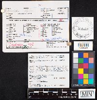 Media resource of Heterotextus alpinus