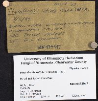 Physalacria inflata image