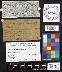 Physalacria inflata image