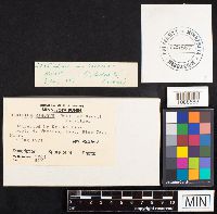 Hericium coralloides image