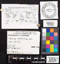 Hohenbuehelia atrocaerulea image