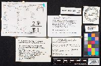 Hohenbuehelia angustata image