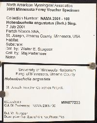 Hohenbuehelia angustata image