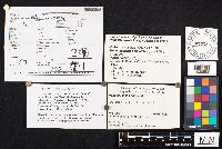 Hohenbuehelia angustata image