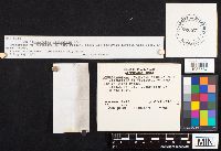 Hohenbuehelia angustata image