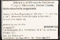 Hohenbuehelia angustata image