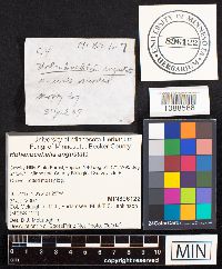 Hohenbuehelia angustata image